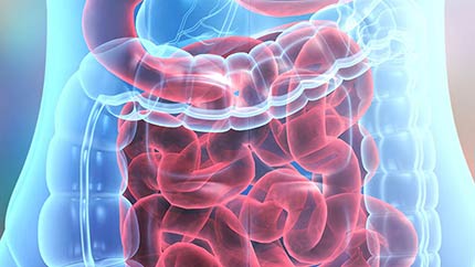 Illustration of digestive system